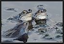 Heikikker, Moorfrog, Rana arvalis Location: Twente, the Netherlands heikikker MG 5711 kopie
